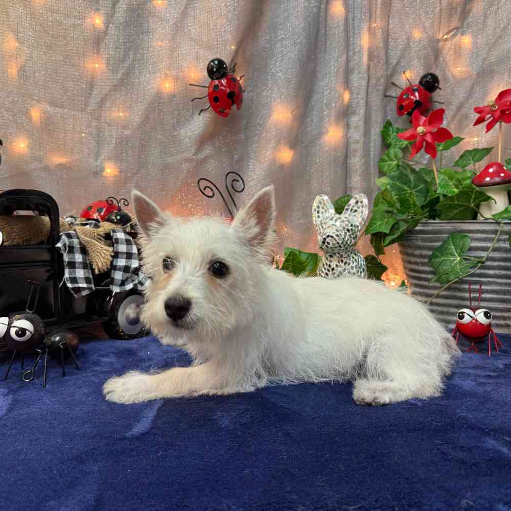 Image of a pet breed in the gallery