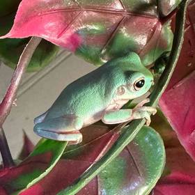 White Tree Frog