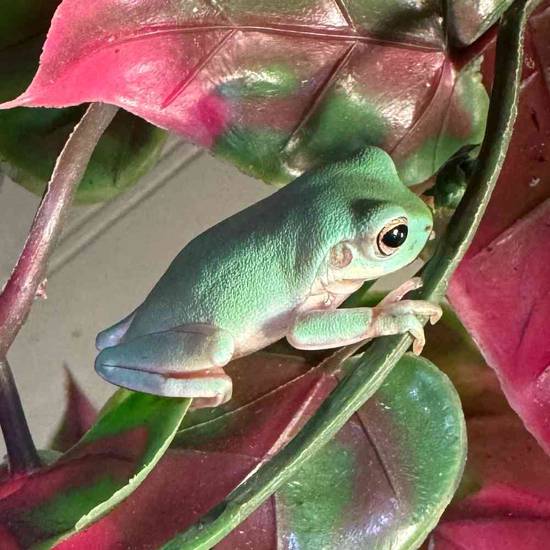 White Tree Frog