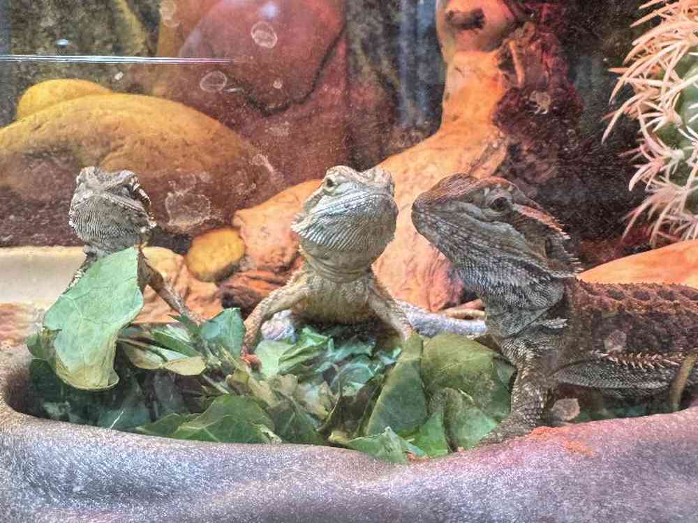 carousel pet images