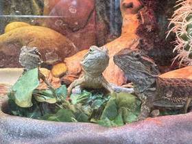 Bearded Dragon