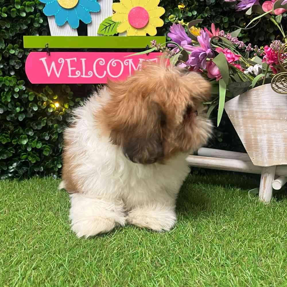 carousel pet images