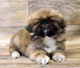 Pekingese