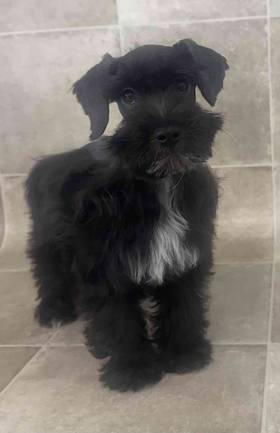 Schnoodle