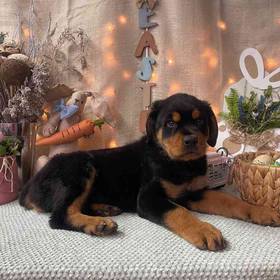 Rottweiler