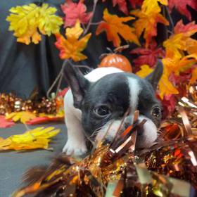 French Bulldog
