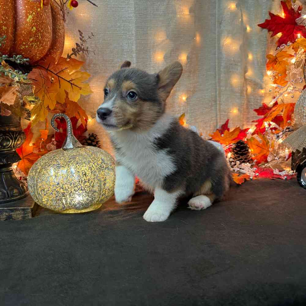 carousel pet images