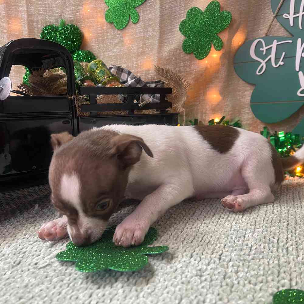 carousel pet images