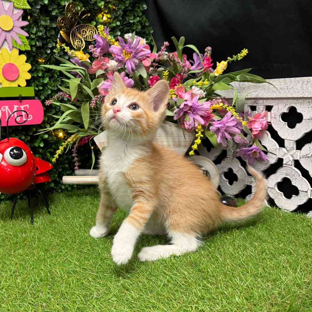carousel pet images