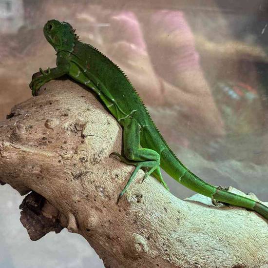 Iguana