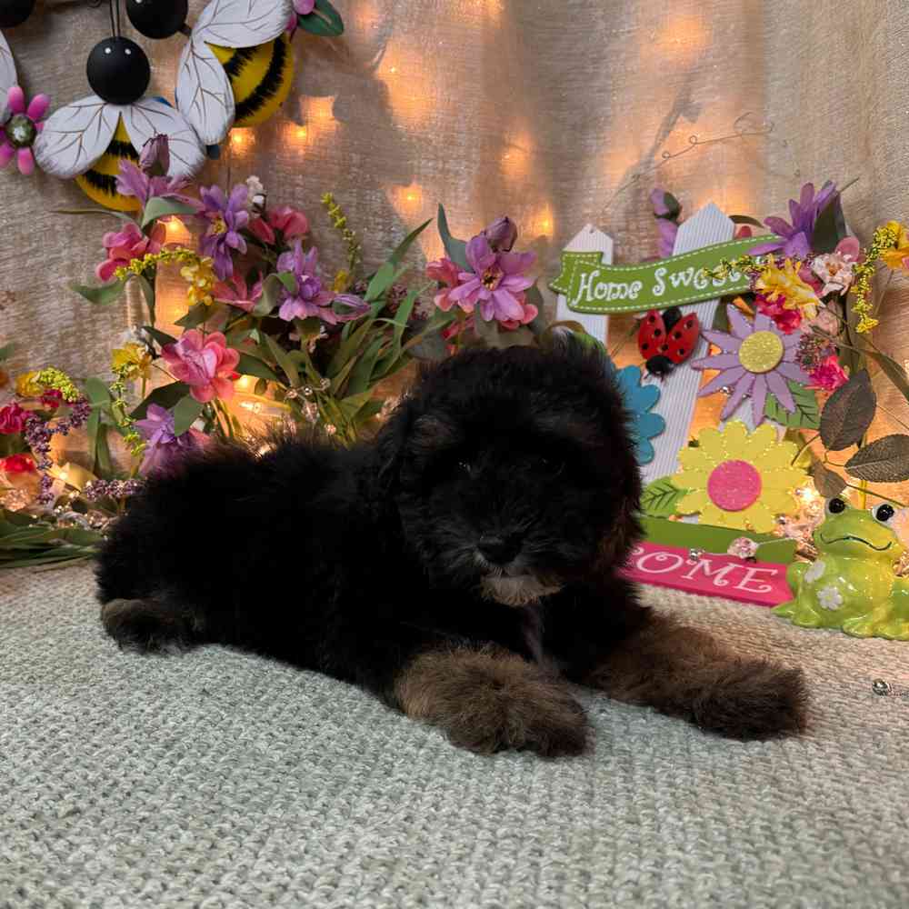 carousel pet images