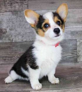 Pembroke Welsh Corgi