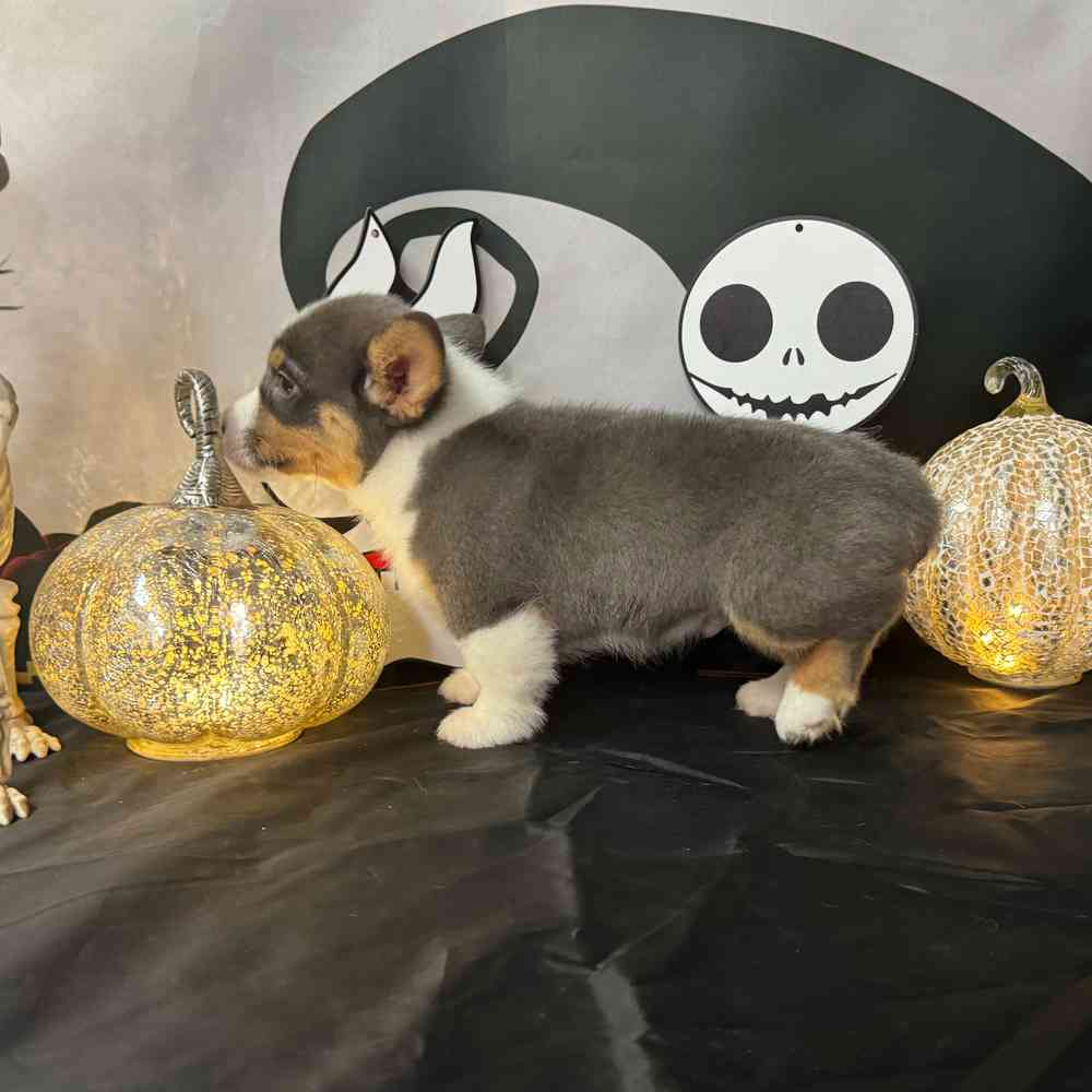 carousel pet images