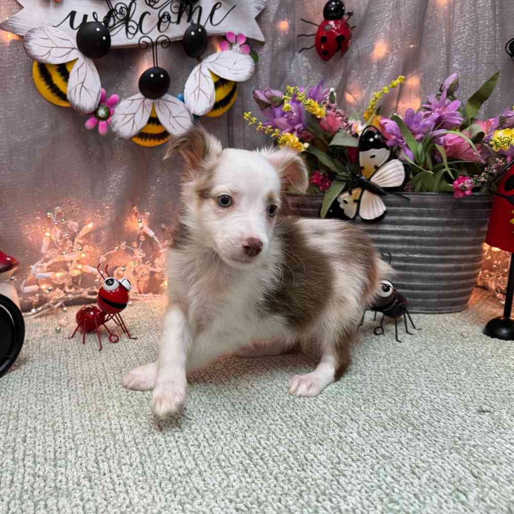 carousel pet images