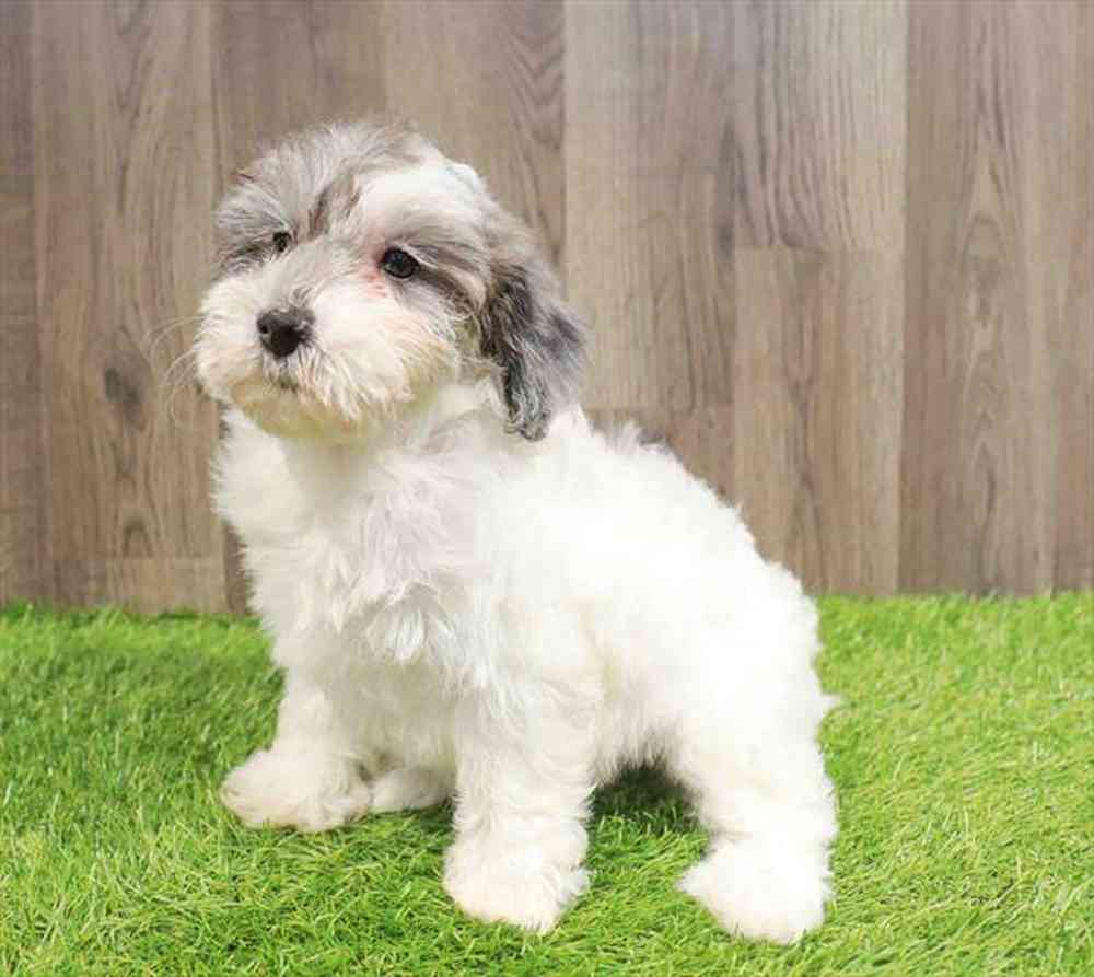 Image of a pet breed in the gallery