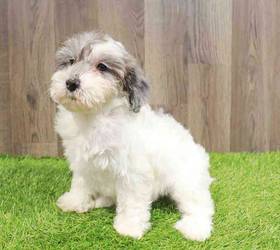 Schnoodle