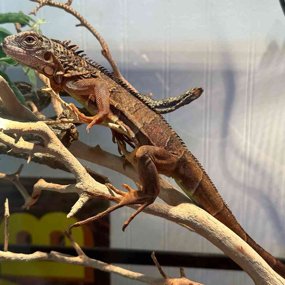Image of a pet breed in the gallery
