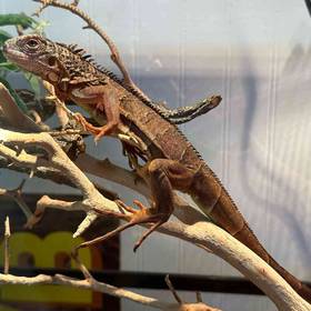 Red Iguana