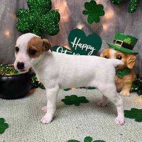 Jack Russell Terrier