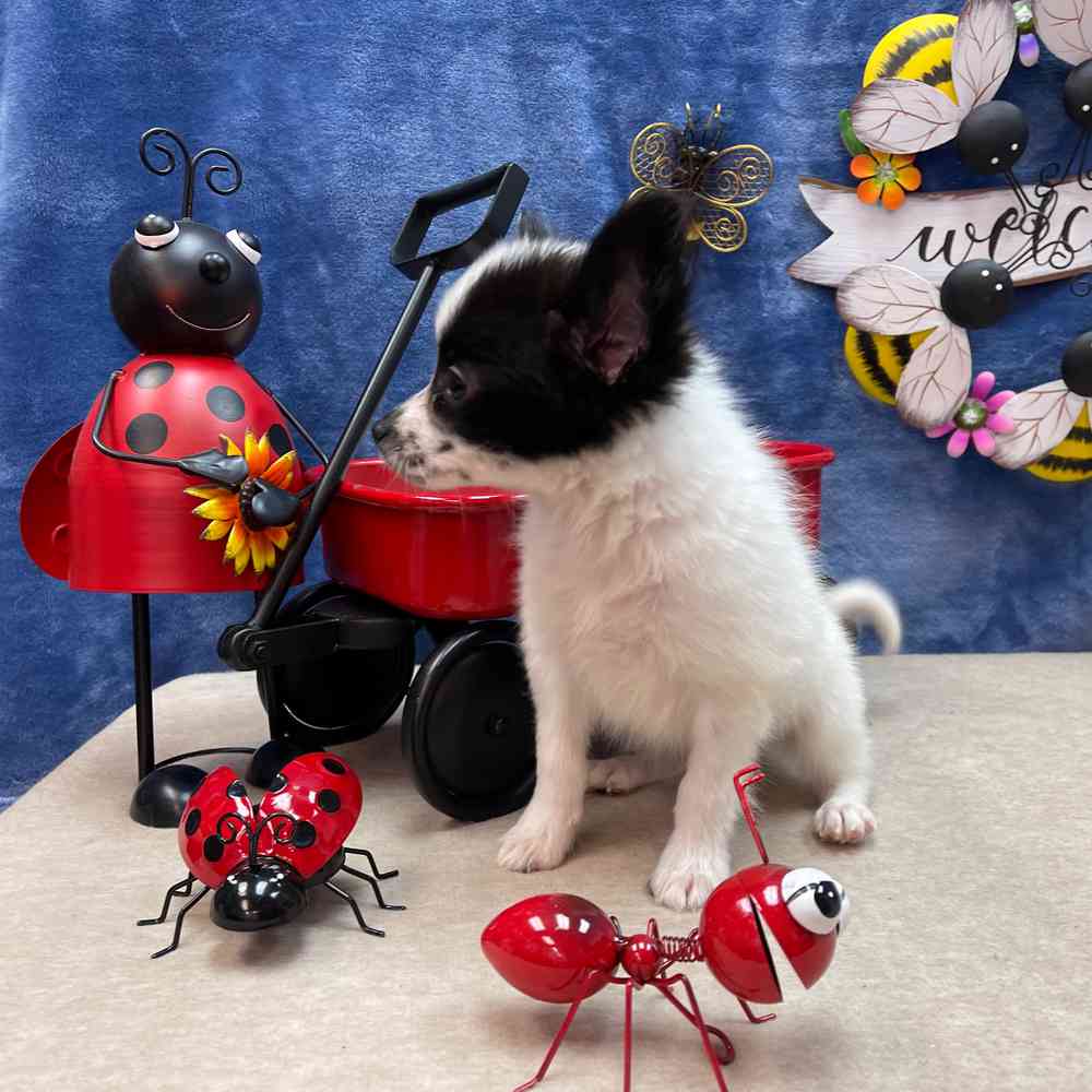 carousel pet images