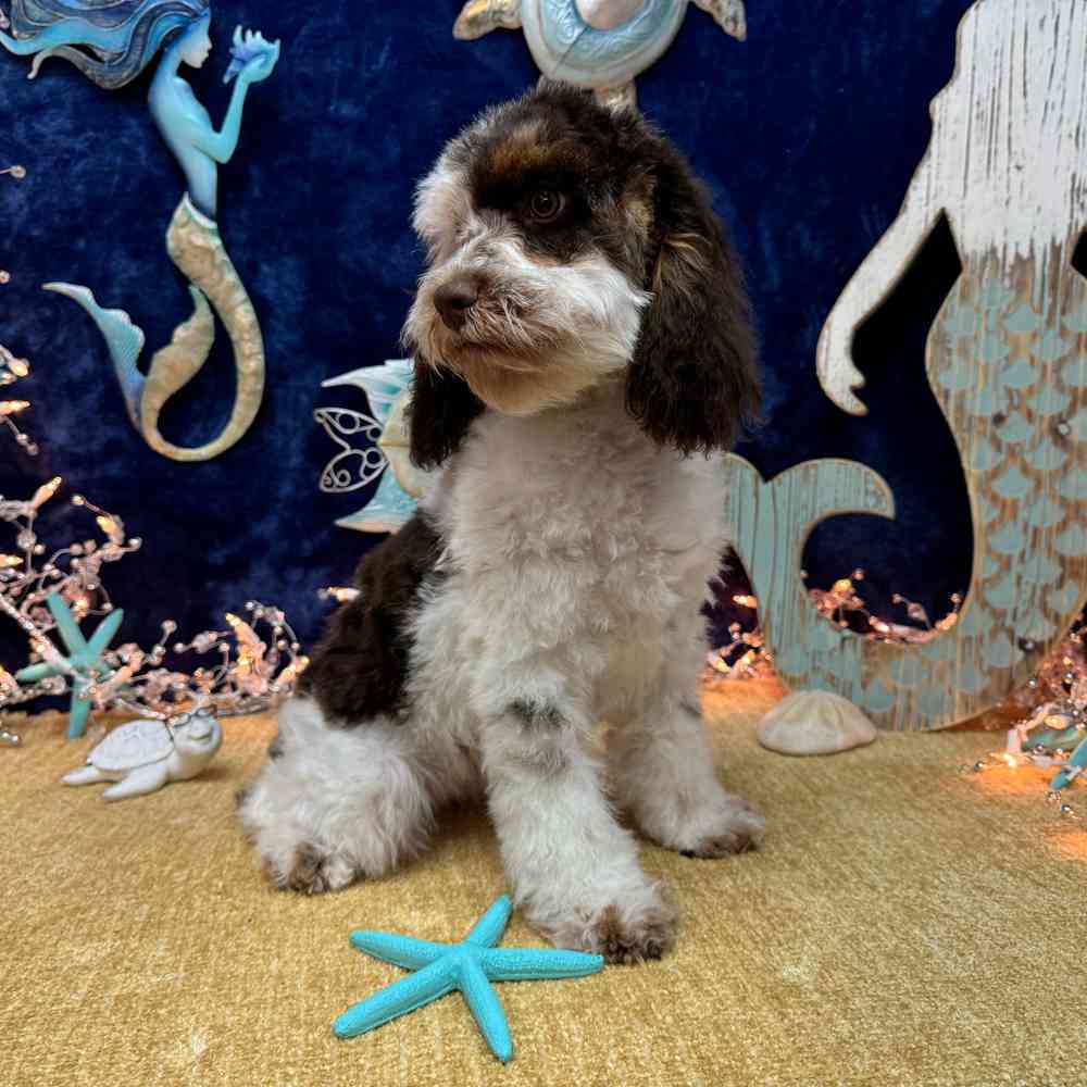 carousel pet images