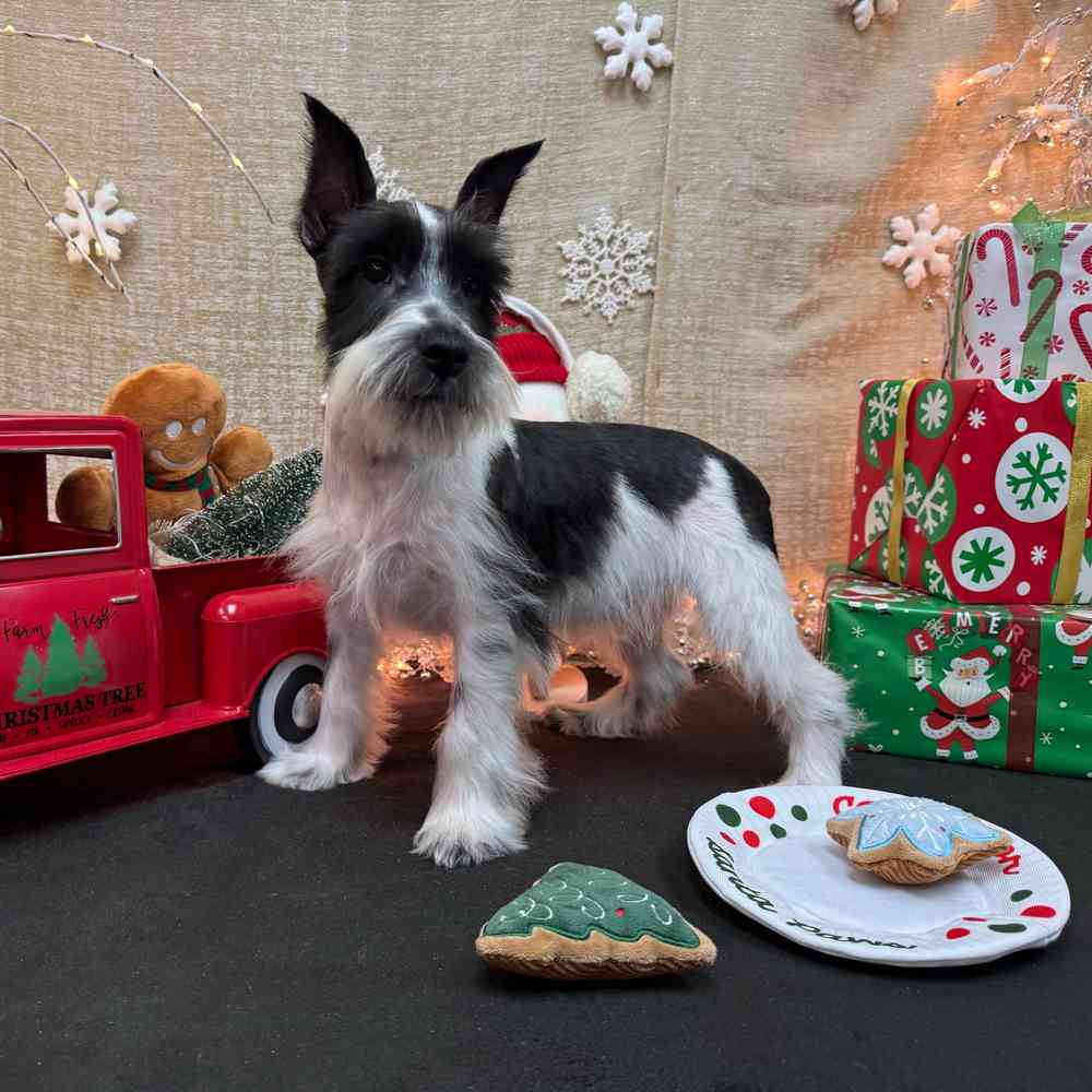 carousel pet images