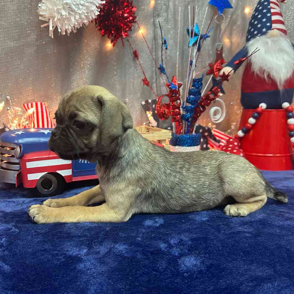 carousel pet images
