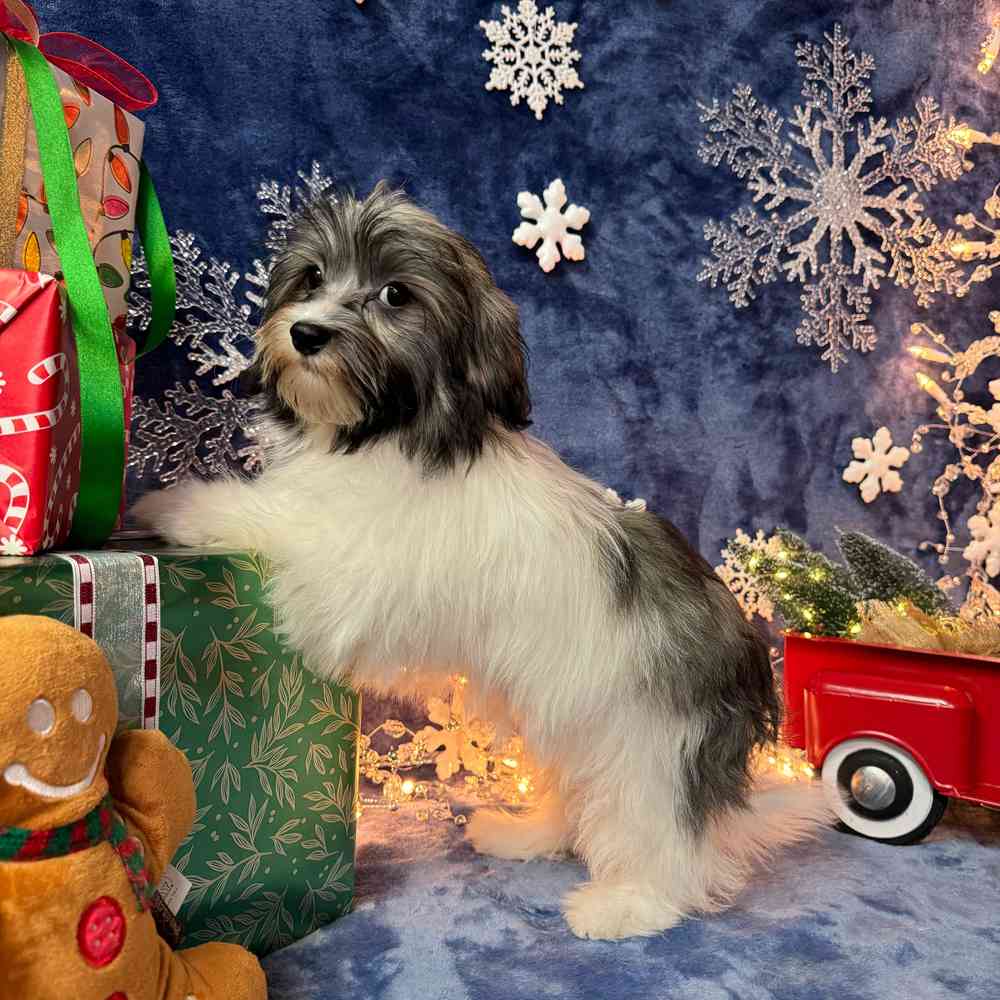 carousel pet images