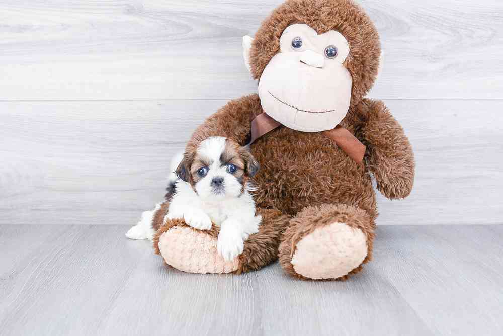 carousel pet images