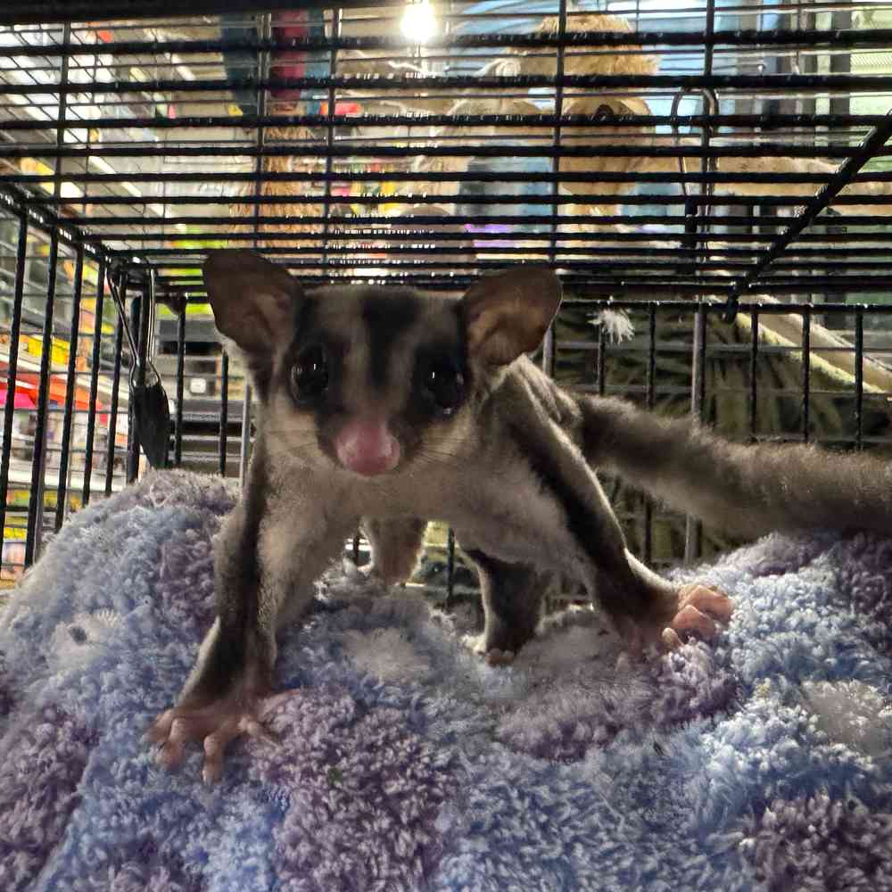 carousel pet images