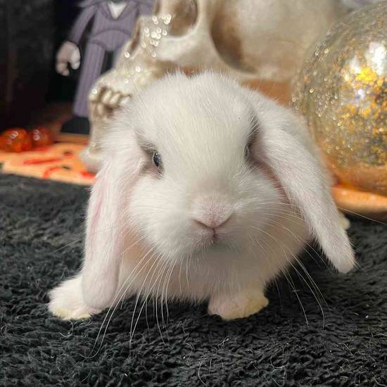 Holland Lop