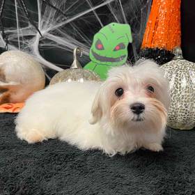 Maltese