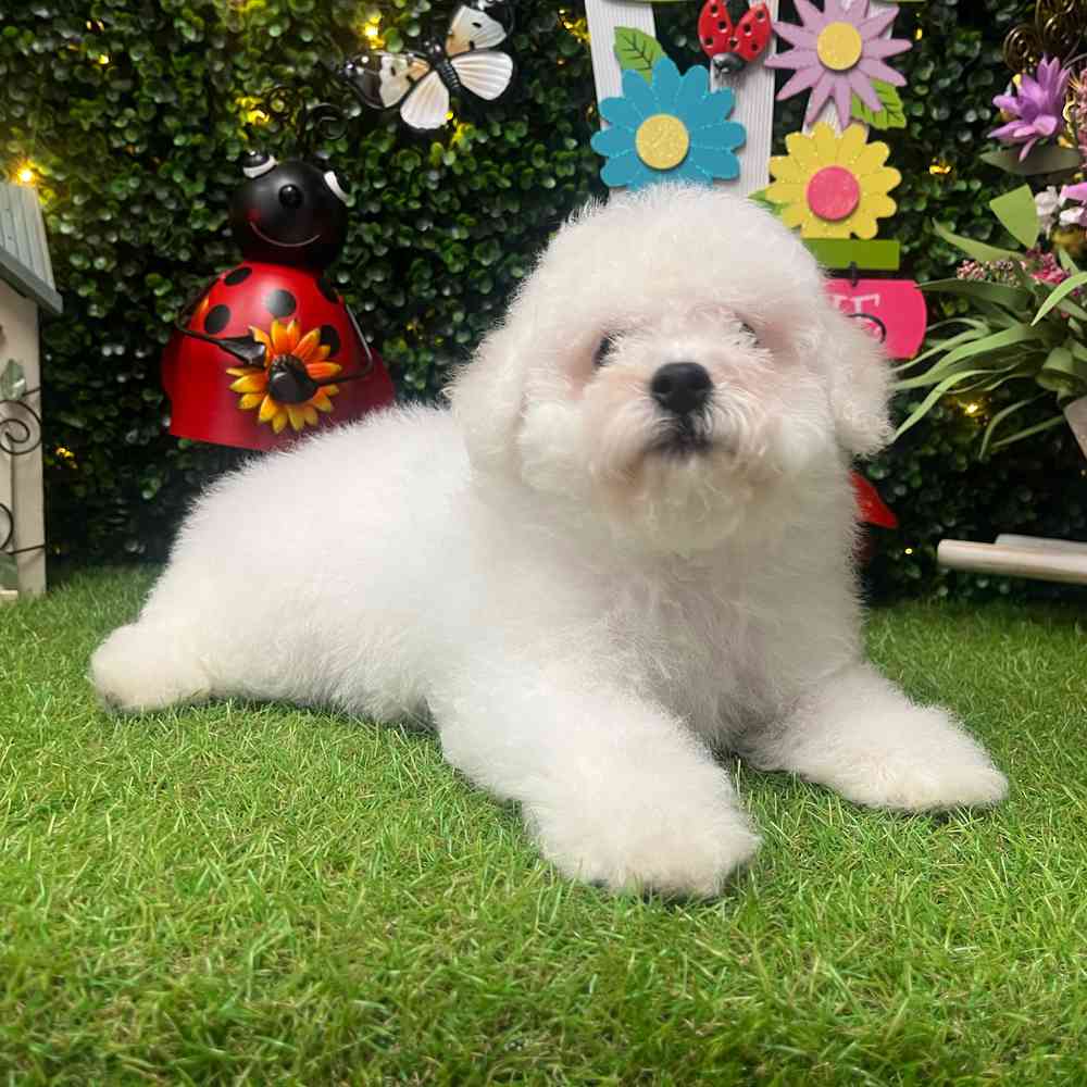 carousel pet images