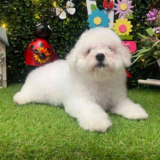 Enzo