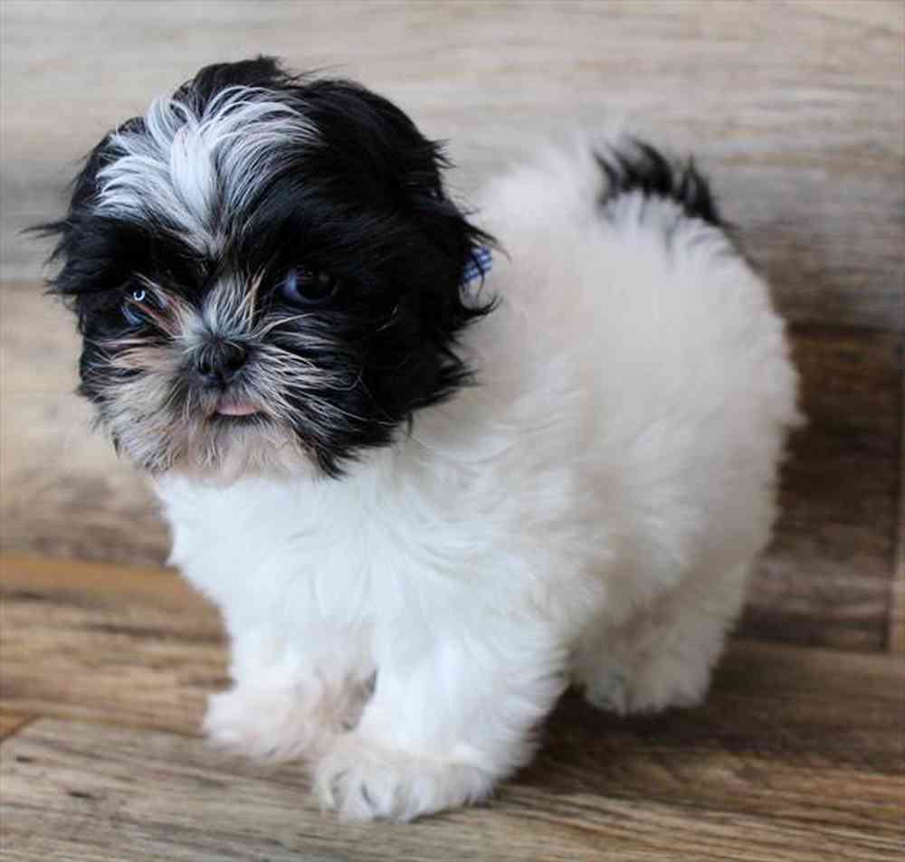 carousel pet images