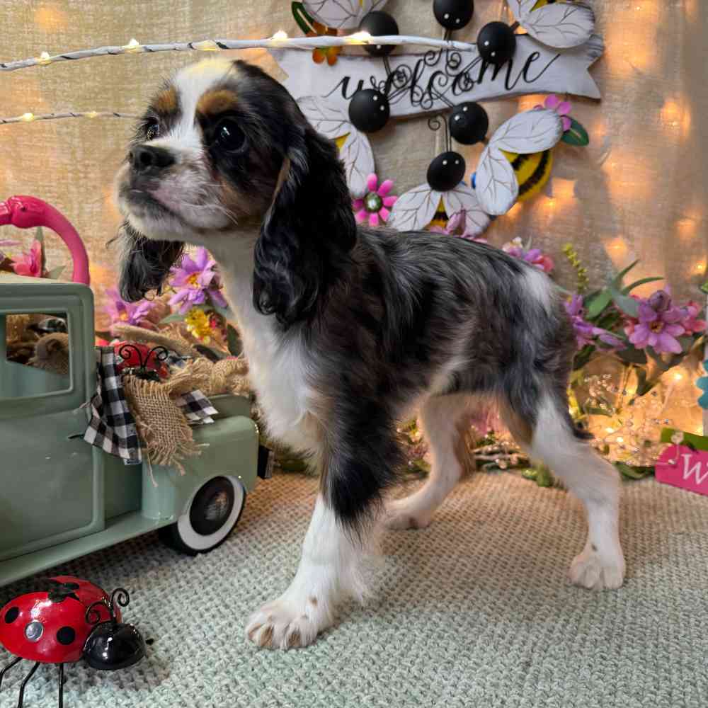 carousel pet images