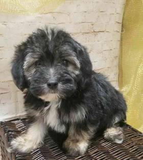 Yorkie-Poo