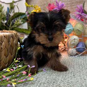 Yorkshire Terrier