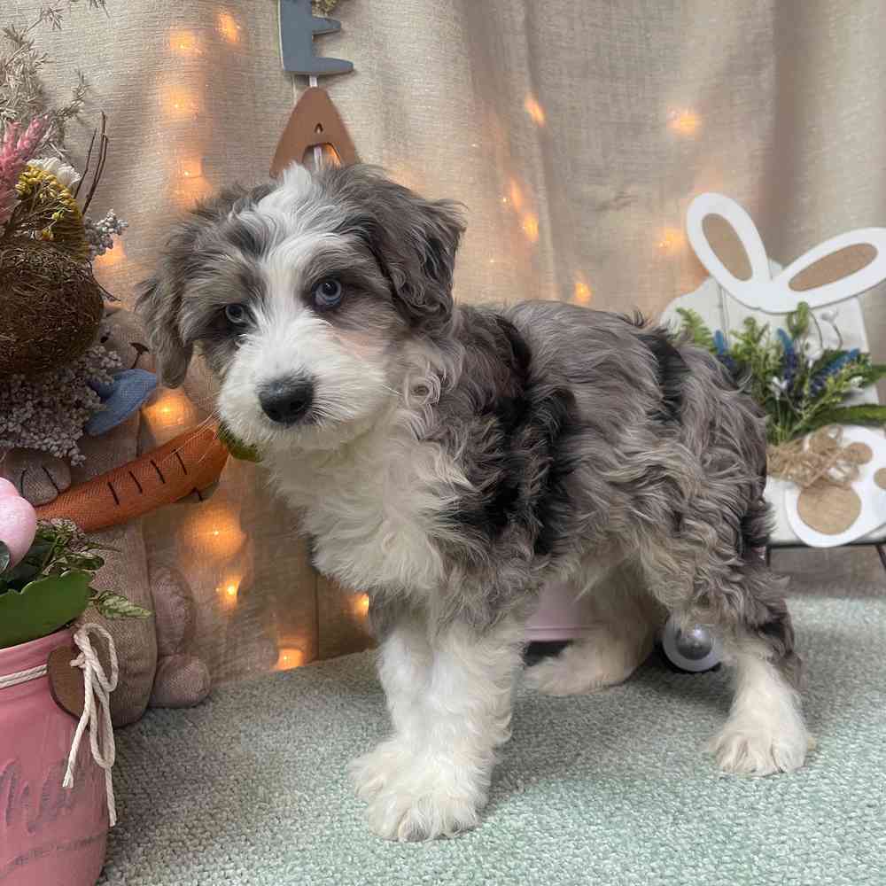 carousel pet images