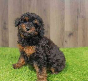 Poodle
