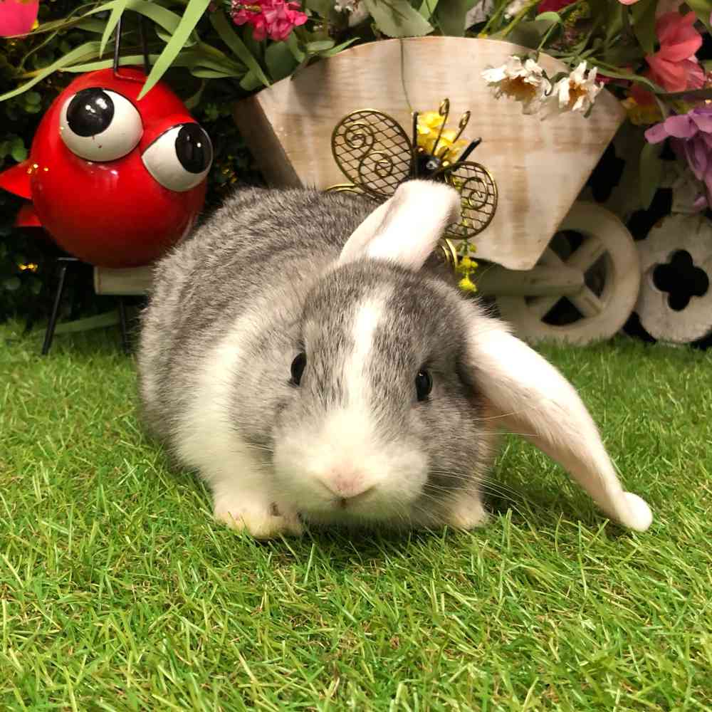 carousel pet images