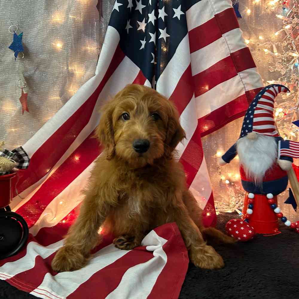 carousel pet images