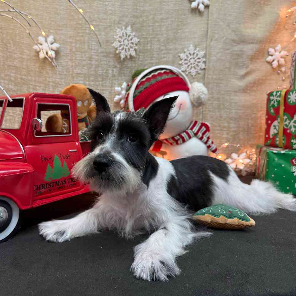 carousel pet images