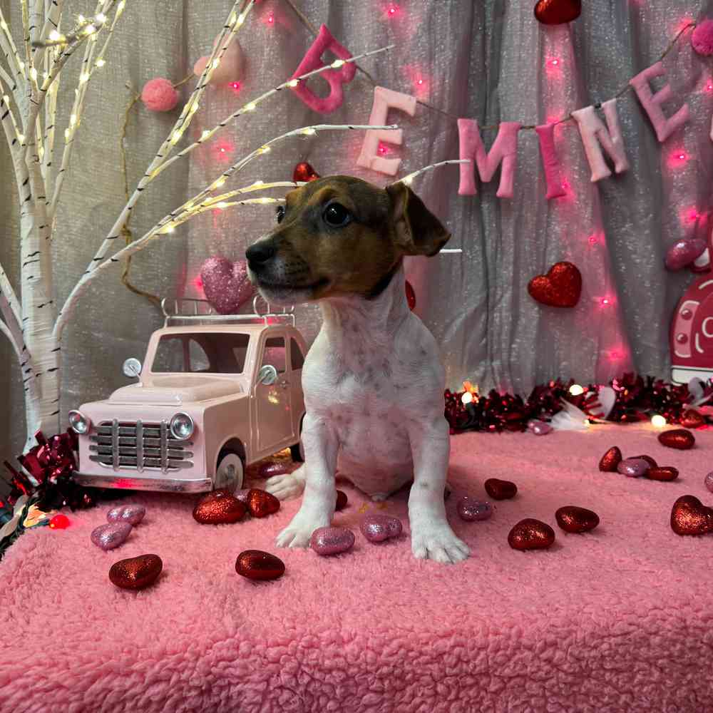 carousel pet images