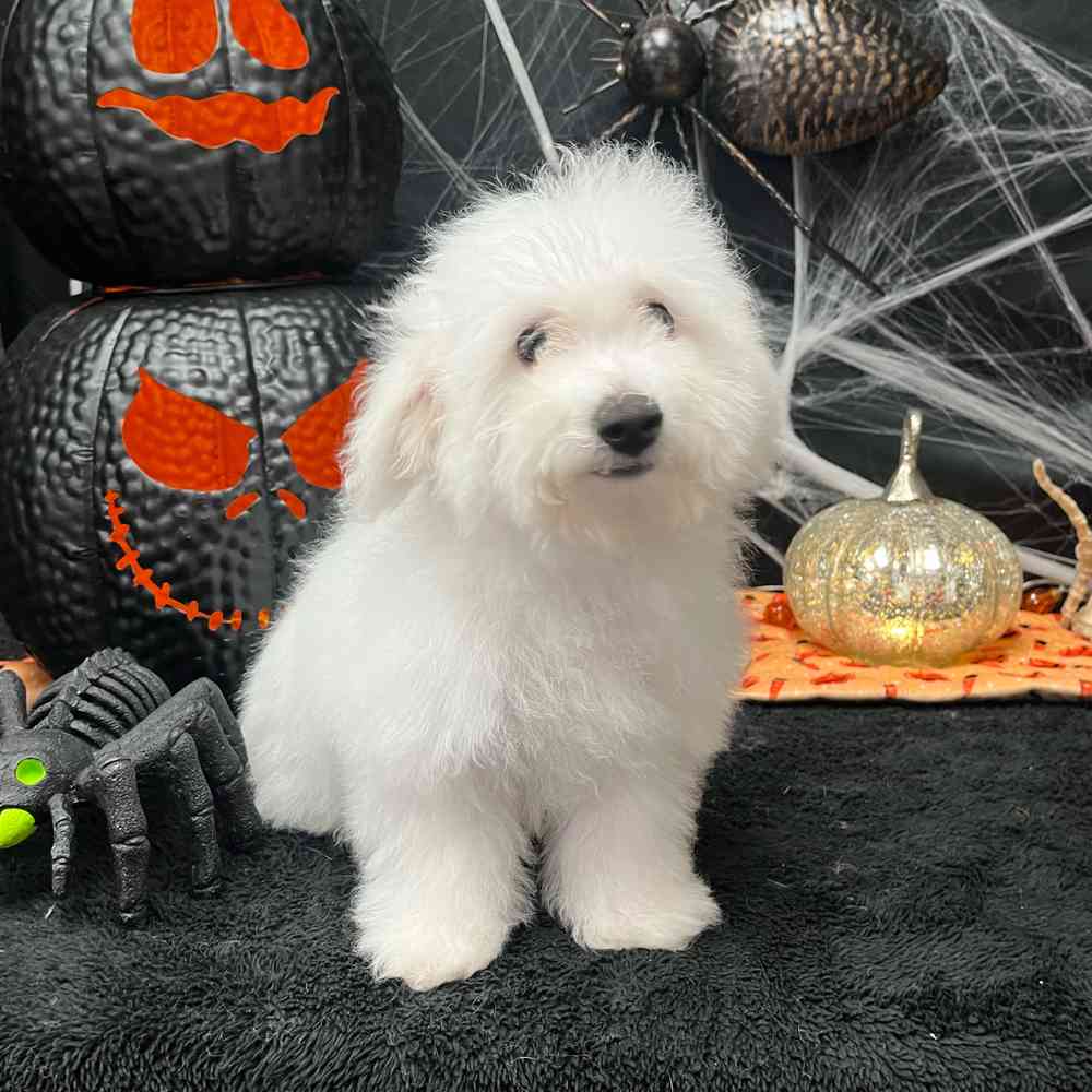 carousel pet images
