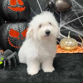 Bichon