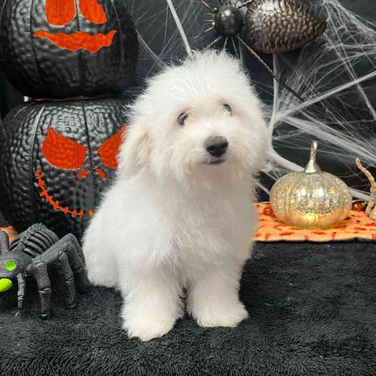 Darla