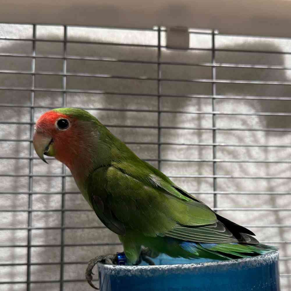 carousel pet images