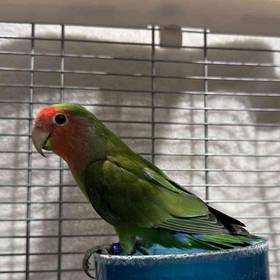 Lovebird