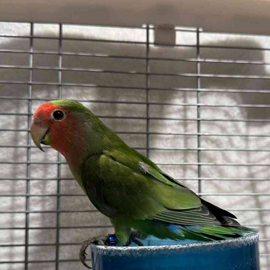 Lovebird